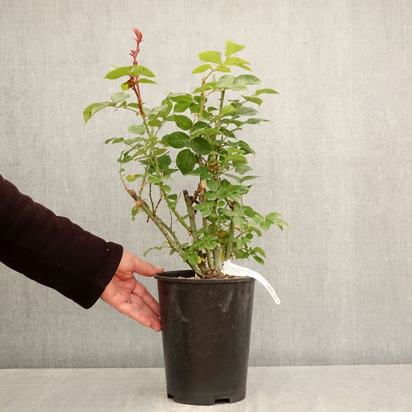 Rosal Alexandra David Neel Maceta 4L/5L Ejemplar entregado en la primavera