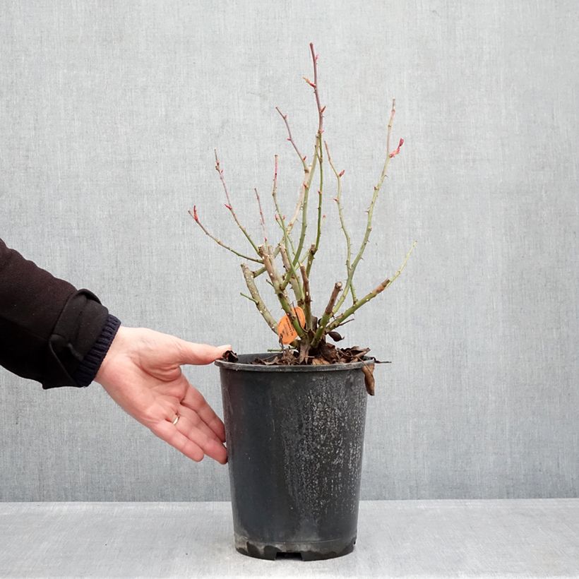 Rosal  Alexandre Astier Maceta 4L/5L Ejemplar entregado en invierno