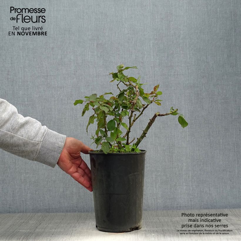Ejemplar de Rosal Alissar Princess of Phoenicia - Persian Rose Maceta 4L/5L entregado en otoño