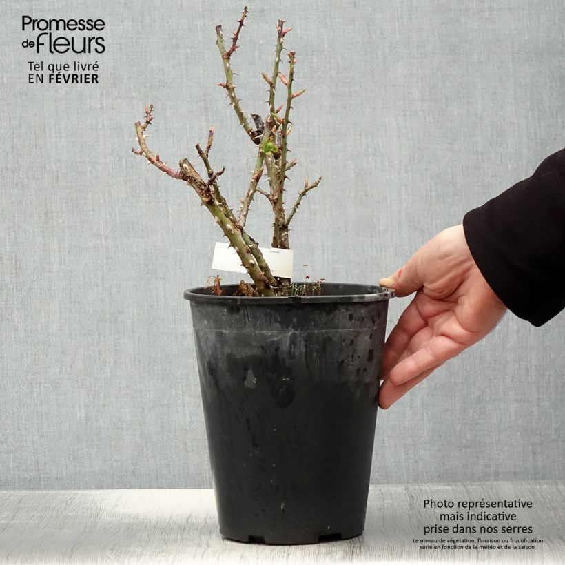 Rosal Anahe Maceta 4L/5L Ejemplar entregado en invierno