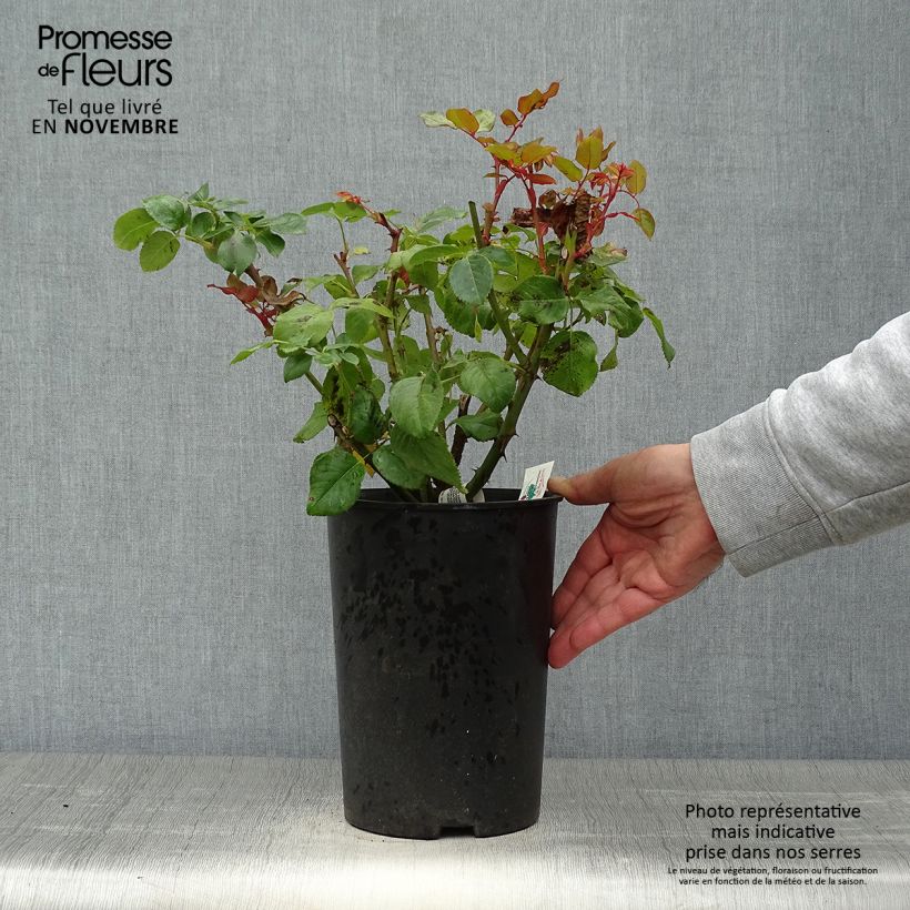 Ejemplar de Rosal Anastasia Maceta 4L/5L entregado en otoño