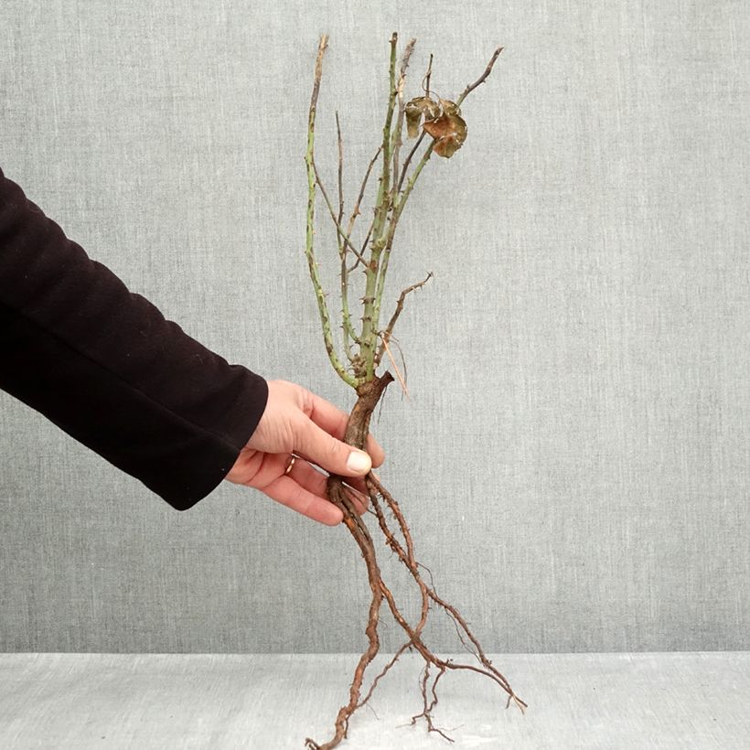 Rosal André Le Nôtre Raíces desnudas Ejemplar entregado en invierno