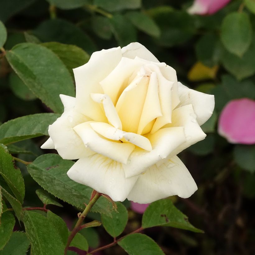 Rosal Anggun Meibokir (Floración)