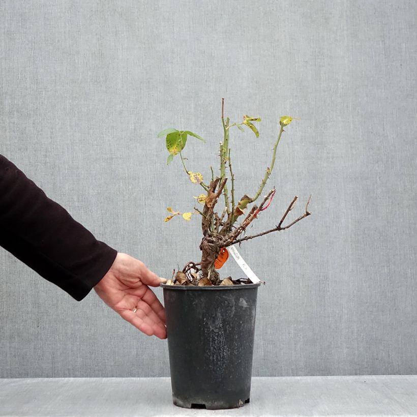 Ejemplar de Rosal Anggun Meibokir Maceta 4L/5L entregado en otoño