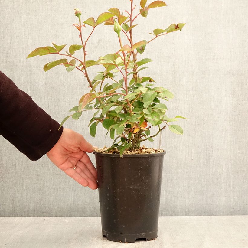 Rosal Anggun Meibokir Maceta 4L/5L Ejemplar entregado en la primavera