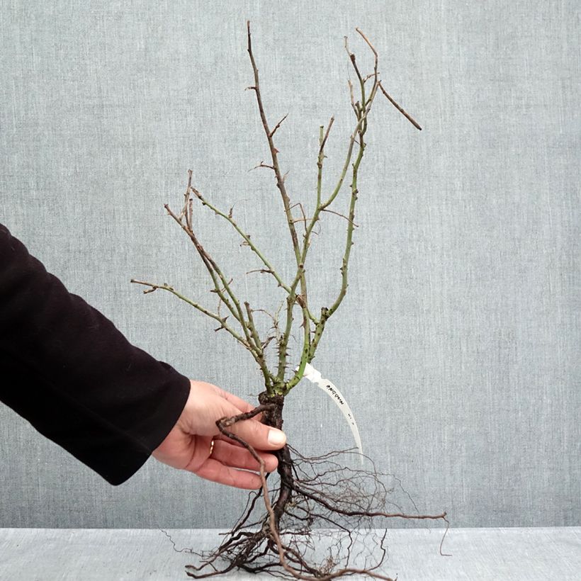 Rosal Anggun Meibokir Raíces desnudas Ejemplar entregado en invierno