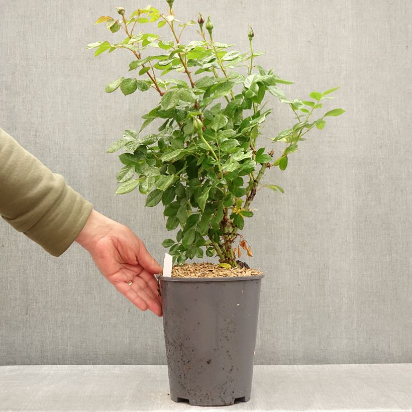 Rosal Auguste Escoffier Maceta 4L/5L Ejemplar entregado en la primavera