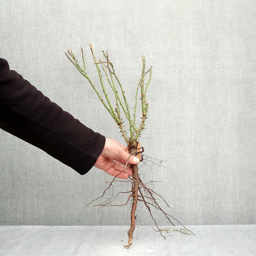 Rosal Auguste Escoffier Raíces desnudas Ejemplar entregado en invierno