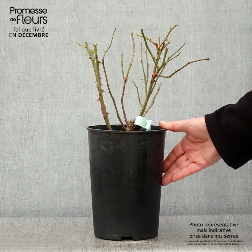 Ejemplar de Rosal Barbados Maceta 4L/5L entregado en otoño