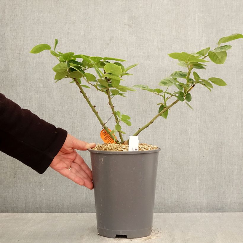 Rosa Baronne Edmond de Rothschild Maceta 4L/5L Ejemplar entregado en la primavera