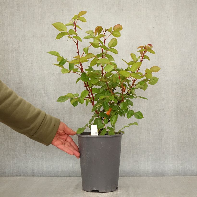 Rosal Belle Romantica Meigapencey Maceta 4L/5L Ejemplar entregado en la primavera