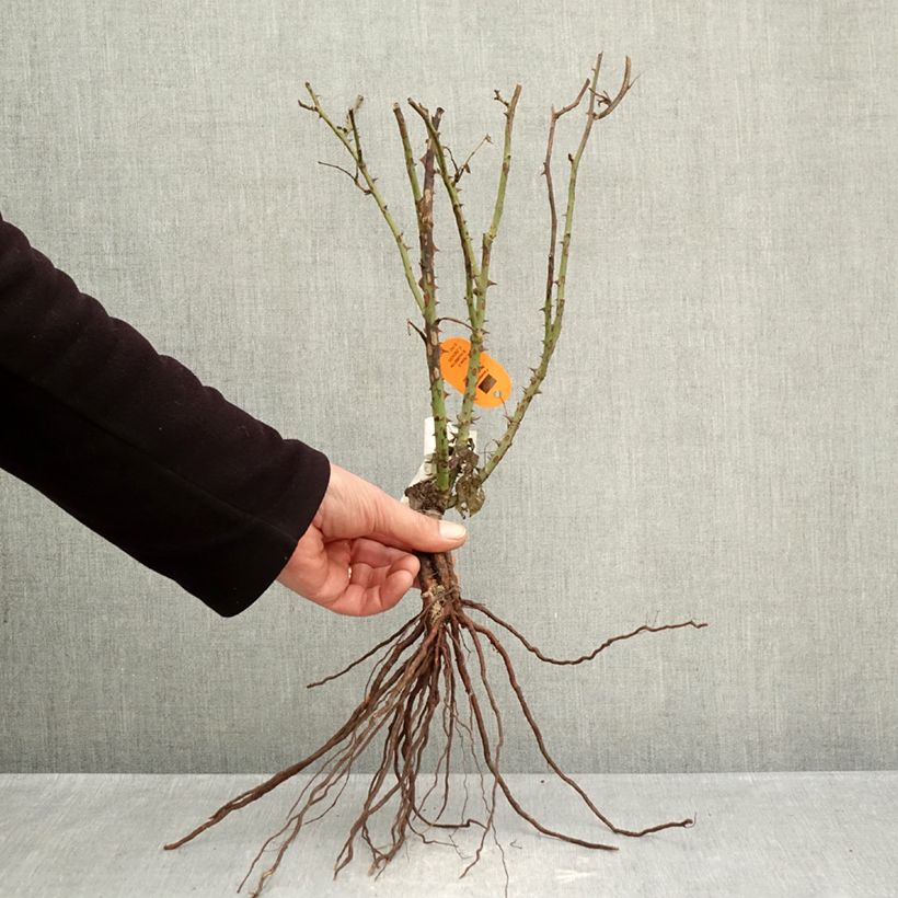 Rosal Belle Romantica Meigapencey Raíces desnudas Ejemplar entregado en invierno