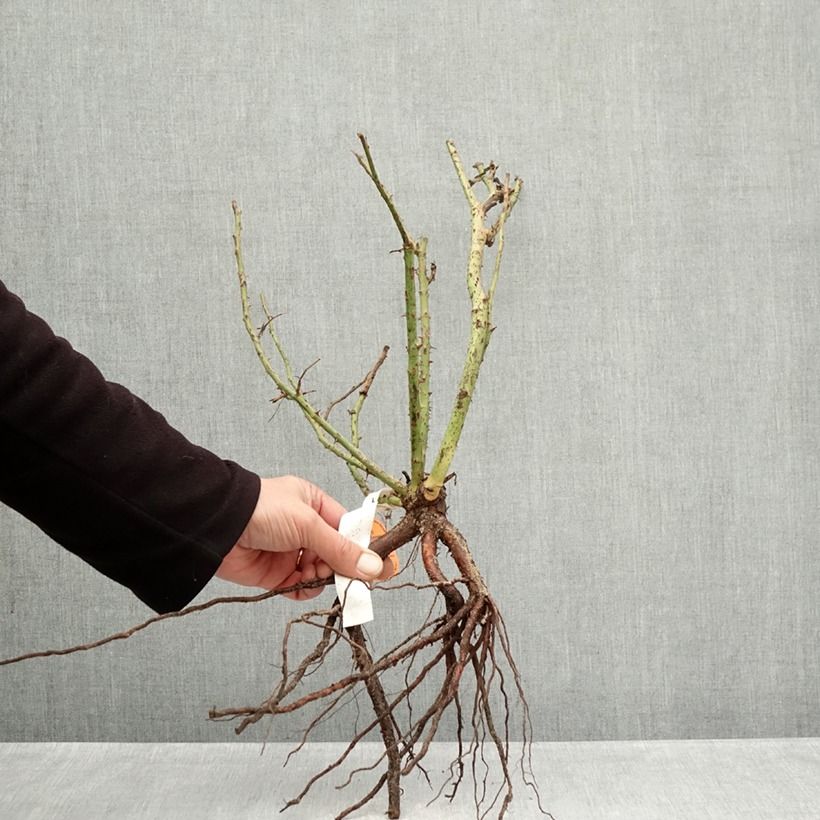 Rosal Belles Rives Raíces desnudas Ejemplar entregado en invierno