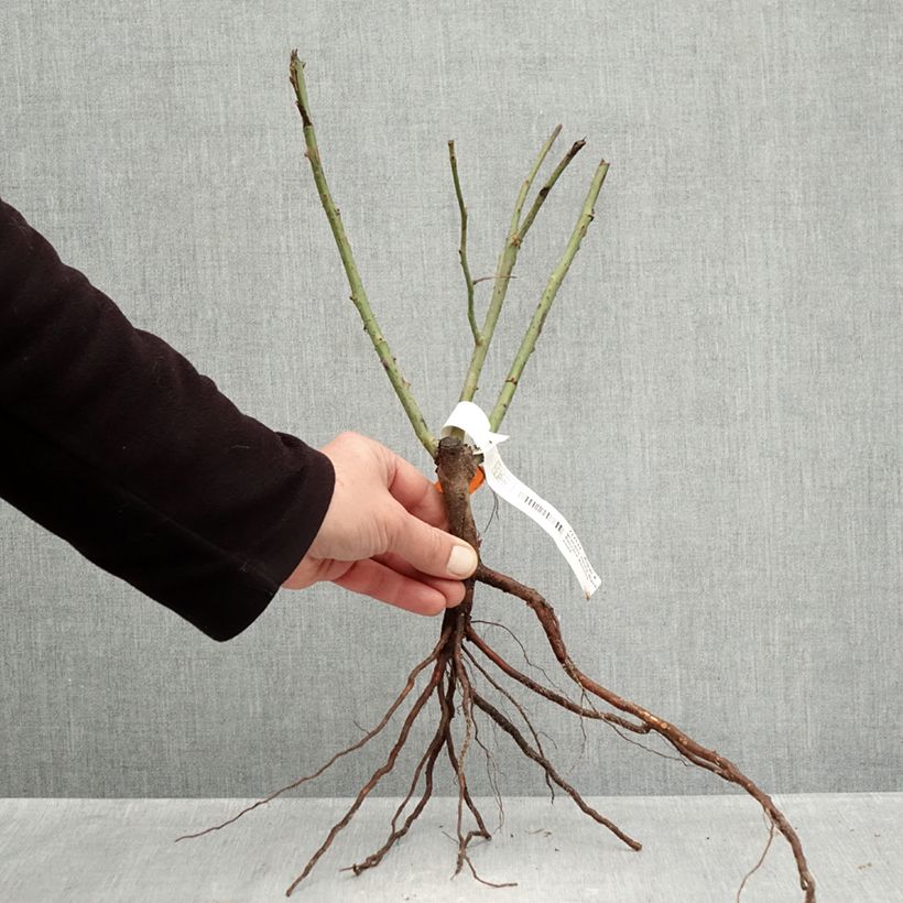 Rosal Black Baccara Meidebenne Raíces desnudas Ejemplar entregado en invierno