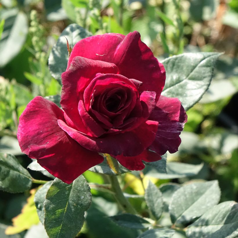 Rosa Black Perfumella (Floración)
