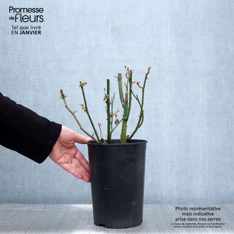 Rosal Blue River Maceta 3L/4L Ejemplar entregado en invierno