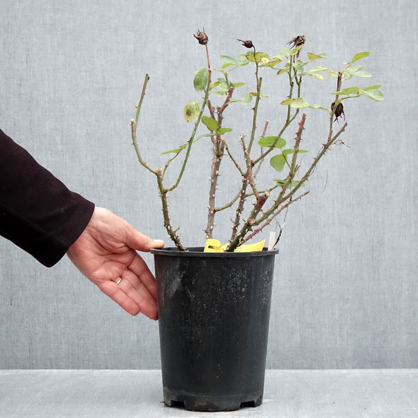 Ejemplar de Rosal Boréale Maceta 4L/5L entregado en otoño