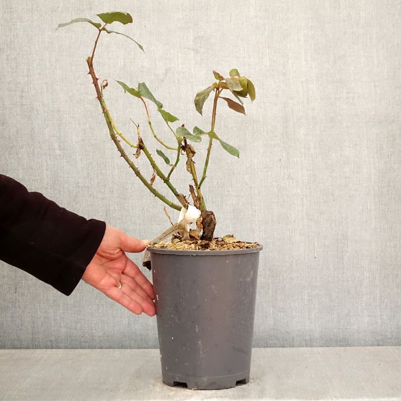Rosal Broadway Maceta 4L/5L Ejemplar entregado en la primavera