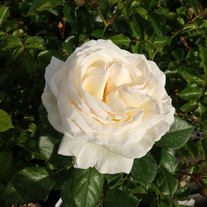 Rosal Camille Claudel (Floración)