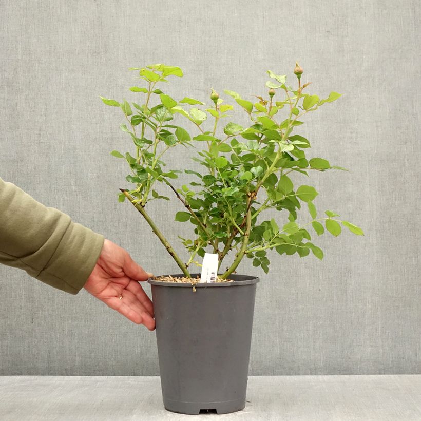 Rosal Camille Claudel Maceta 4L/5L Ejemplar entregado en la primavera