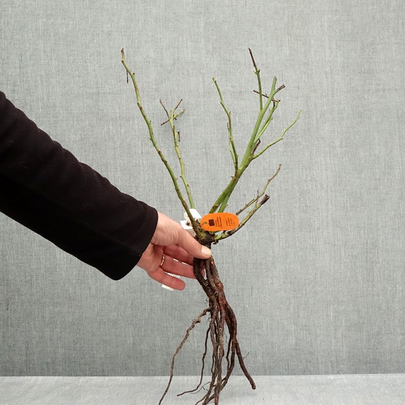 Rosal Camille Claudel Raíces desnudas Ejemplar entregado en invierno