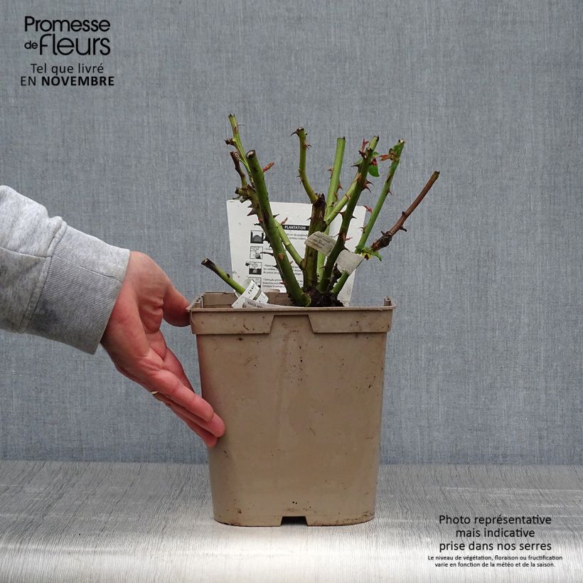Ejemplar de Rosal Camille Pissarro Maceta 4L/5L entregado en otoño