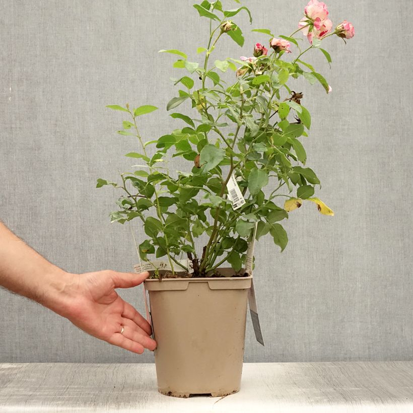 Ejemplar de Rosal Camille Pissarro Maceta 4L/5L entregado en verano