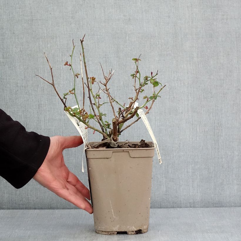 Rosal Camille Pissarro Maceta 4L/5L Ejemplar entregado en invierno