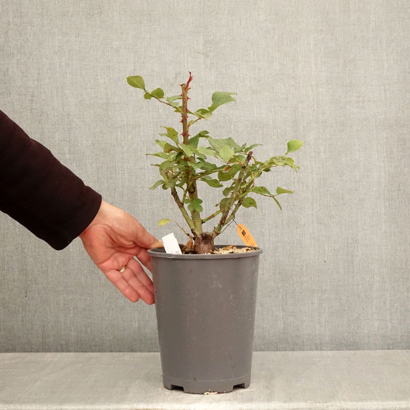 Rosal Caprice de Meilland Maceta 4L/5L Ejemplar entregado en la primavera