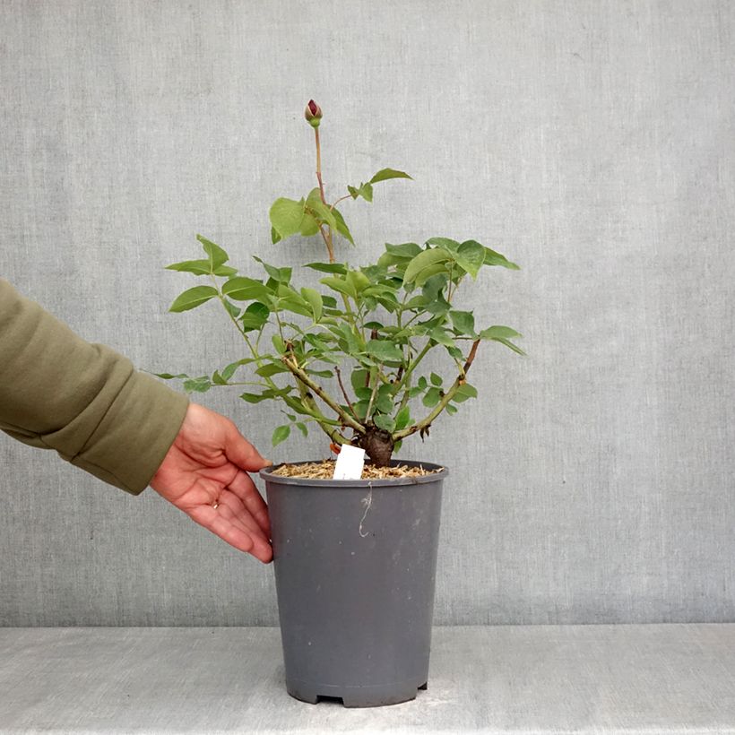 Rosal Charles de Gaulle Maceta 4L/5L Ejemplar entregado en la primavera
