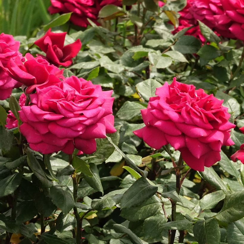 Rosal Charlotte Rampling (Floración)