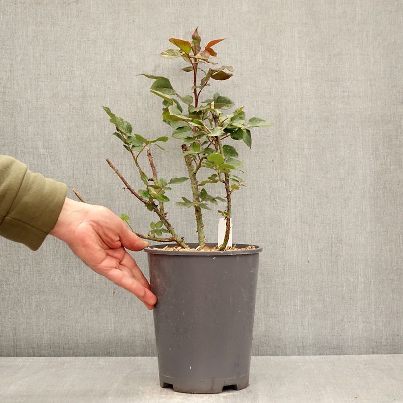 Rosal Charlotte Rampling Maceta 4L/5L Ejemplar entregado en la primavera