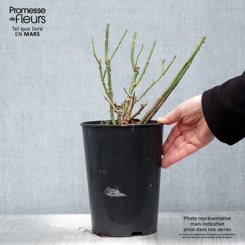 Rosal Clair Renaissance Maceta 4L/5L Ejemplar entregado en la primavera