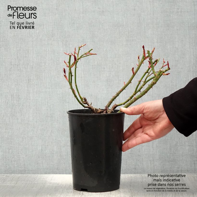 Rosal Claire Marshall Maceta 2L/3L Ejemplar entregado en invierno