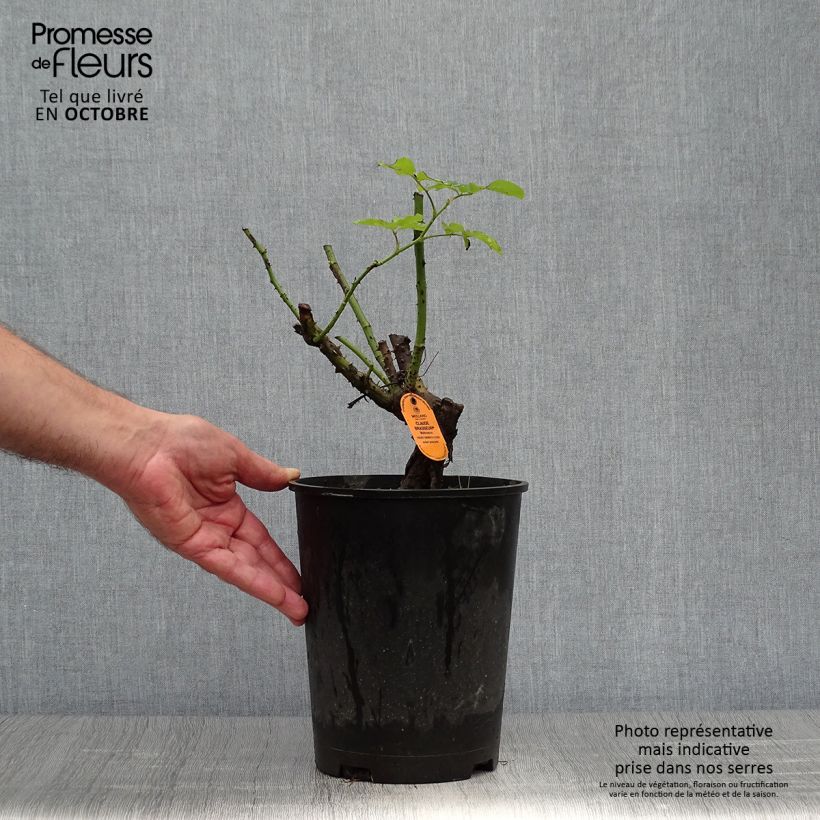 Ejemplar de Rosal Claude Brasseur Maceta 4L/5L entregado en otoño