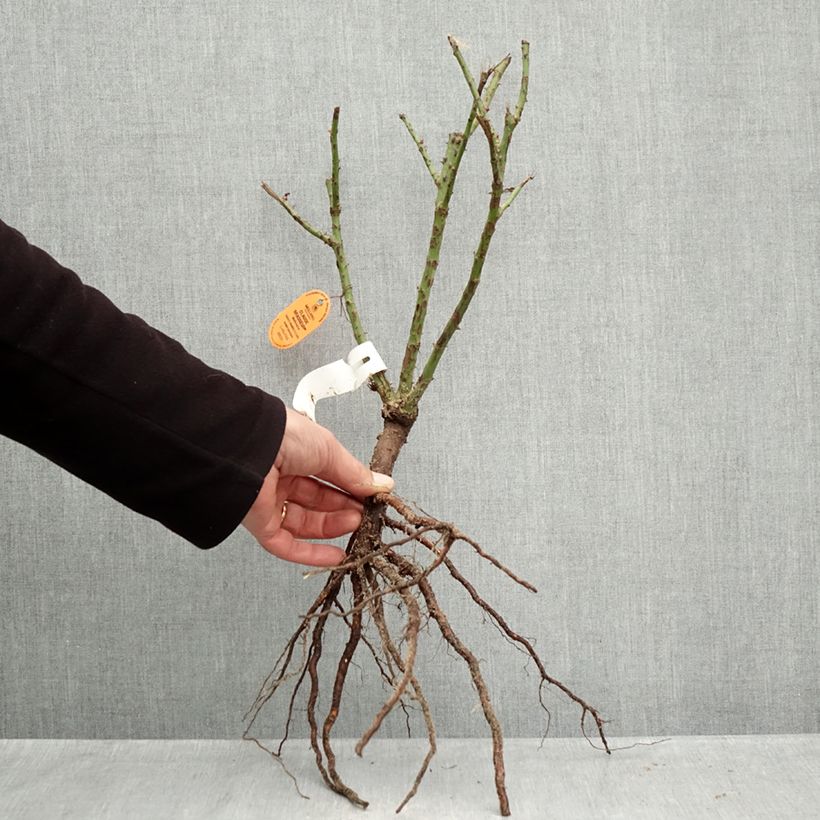 Rosal Claude Brasseur Raíces desnudas Ejemplar entregado en invierno