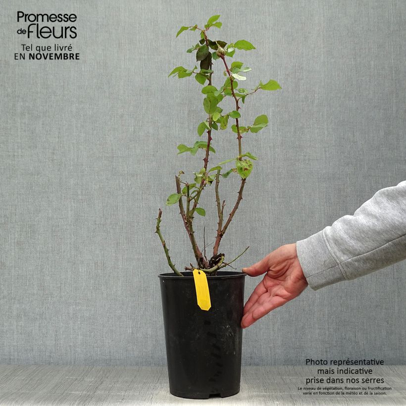 Ejemplar de Rosal Eleganza (Courage) Maceta 4L/5L entregado en otoño