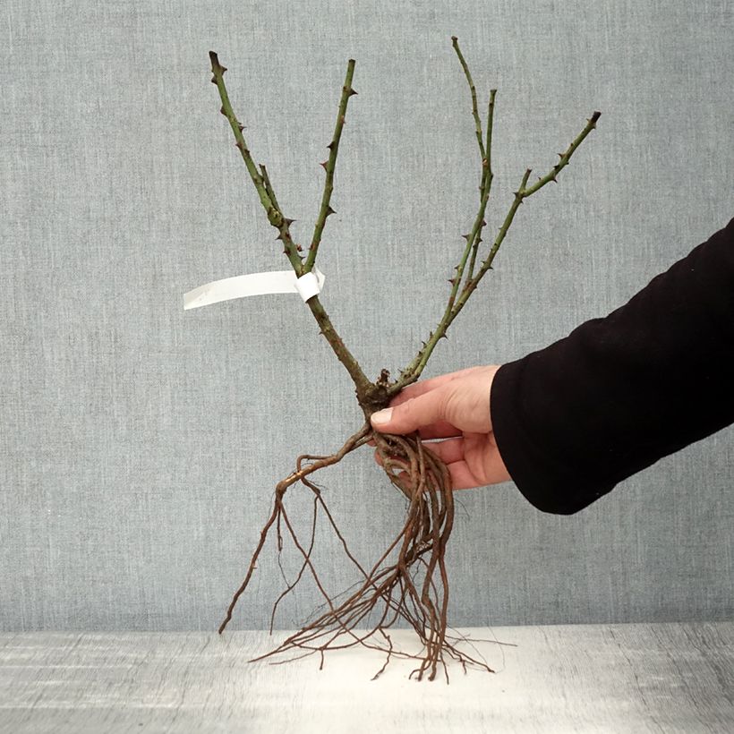 Rosal Dame de Coeur Raíces desnudas Ejemplar entregado en invierno