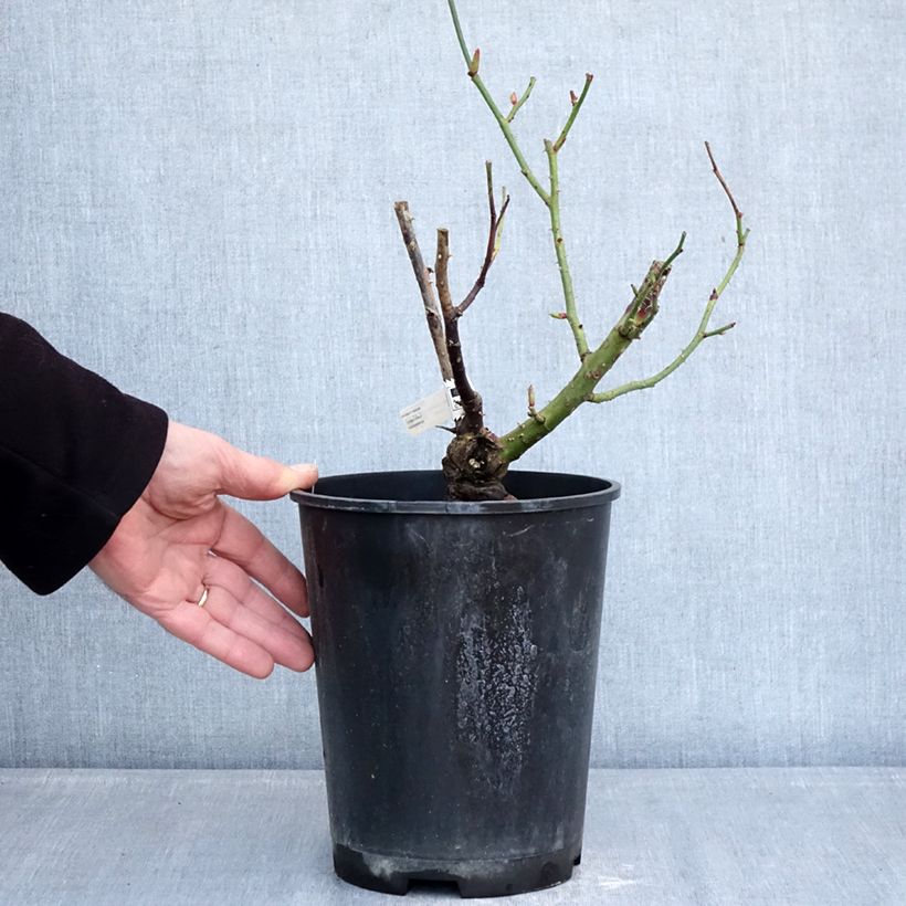 Rosal Dioressence Maceta 4L/5L Ejemplar entregado en invierno