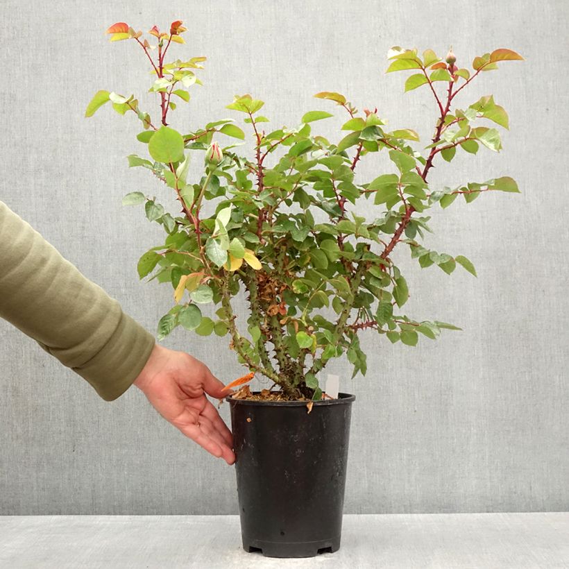 Rosa Drakkar Maceta 4L/5L Ejemplar entregado en la primavera