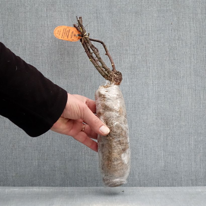 Rosal Edith Piaf  Raíz desnuda Ejemplar entregado en invierno