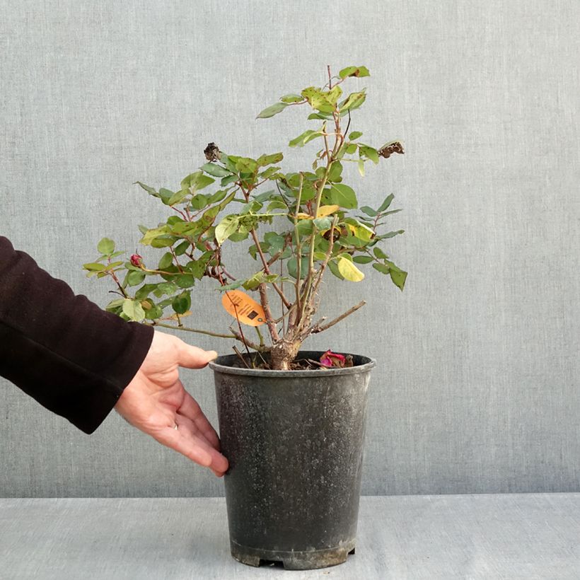 Ejemplar de Rosal Elégance Française Maceta 4L/5L entregado en otoño