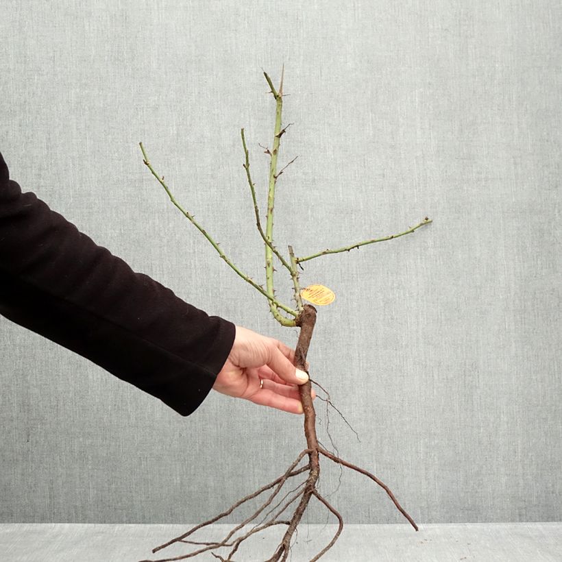 Rosal Elégance Française Meithatie Raíces desnudas Ejemplar entregado en invierno