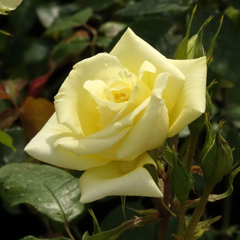 Rosal Eleganza Limona (Floración)