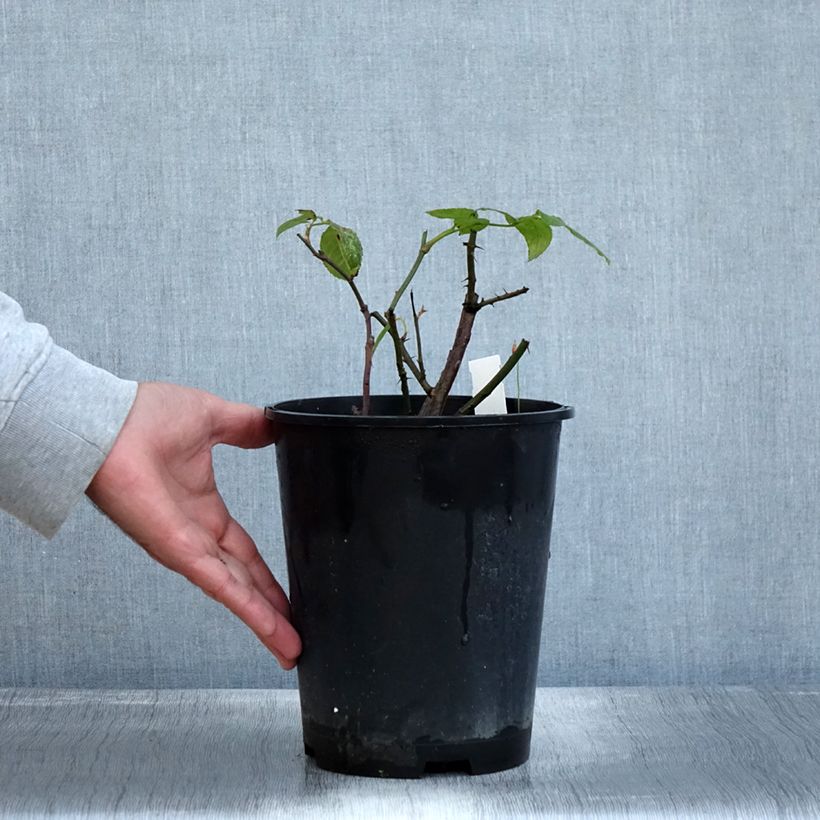 Ejemplar de Rosal Eleganza Limona Maceta 4L/5L entregado en otoño