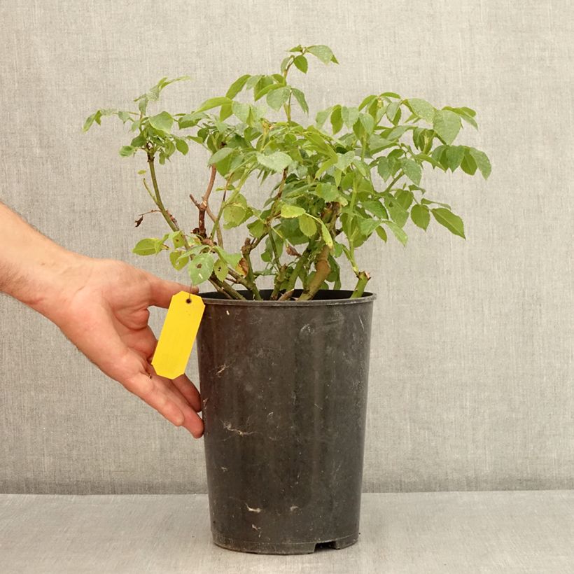 Ejemplar de Rosal Eleganza Limona Maceta 4L/5L entregado en verano