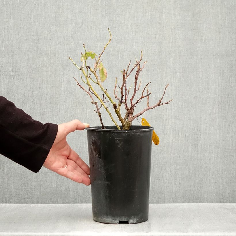 Ejemplar de Rosal Eleganza Meine Rose Maceta 4L/5L entregado en otoño