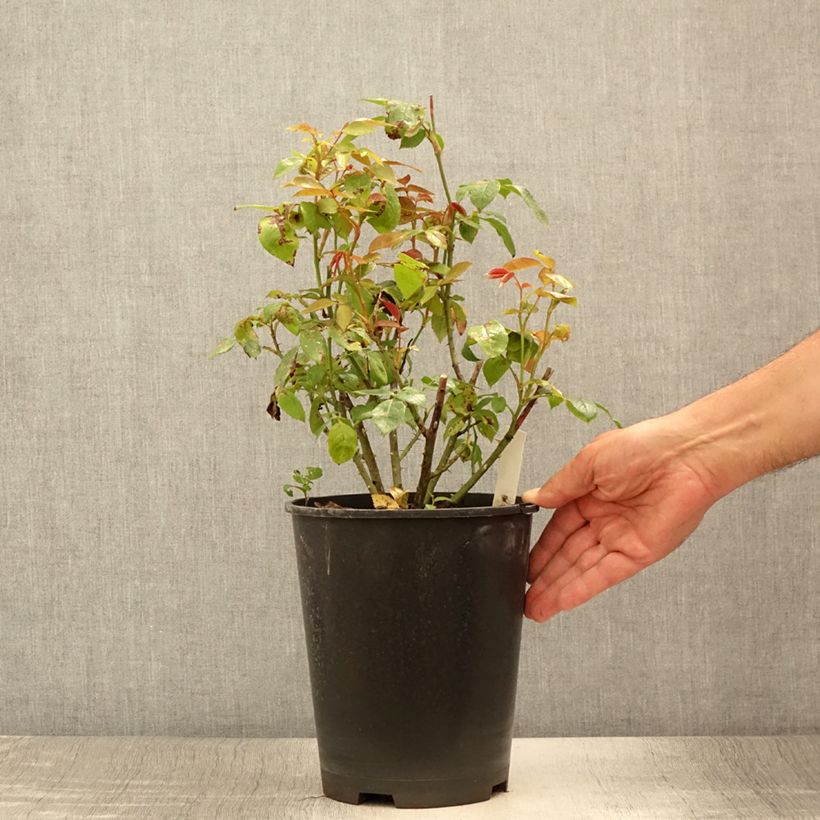 Ejemplar de Rosal Eleganza Meine Rose Maceta 4L/5L entregado en verano