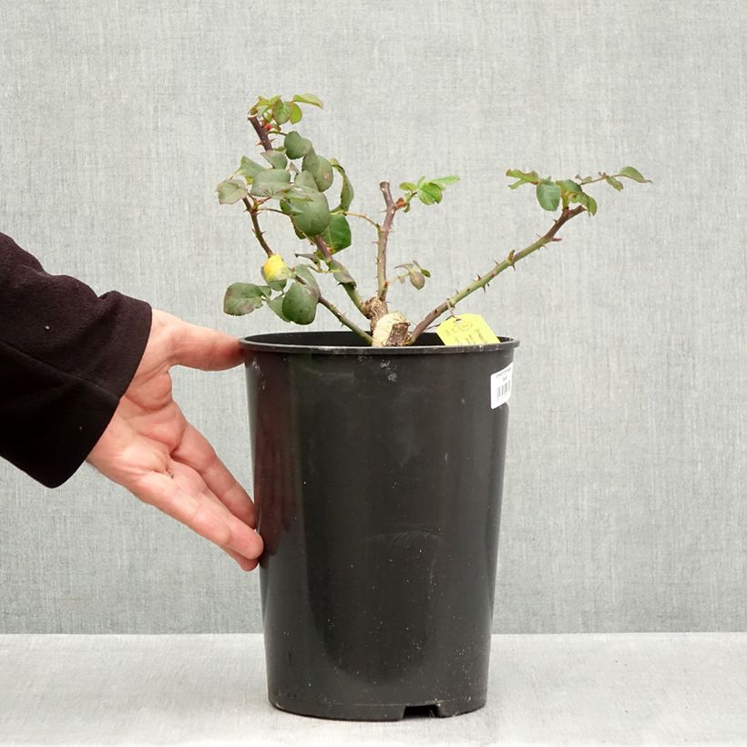 Ejemplar de Rosal Eleganza Oh Happy Day Maceta 4L/5L entregado en otoño
