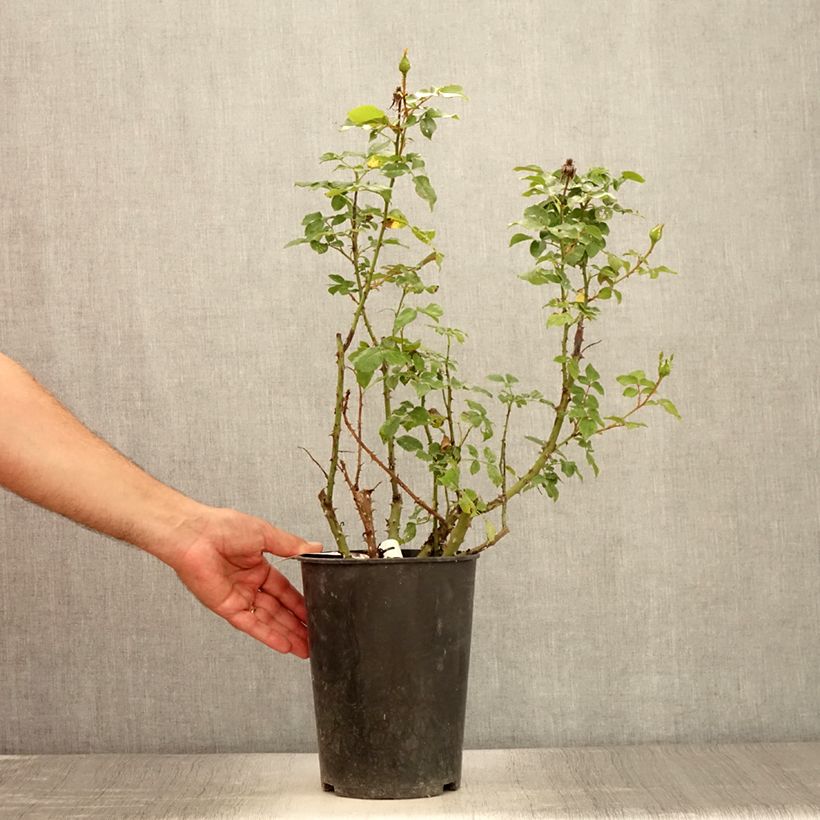 Ejemplar de Rosal Espoir d'Anjou Maceta 4L/5L entregado en verano